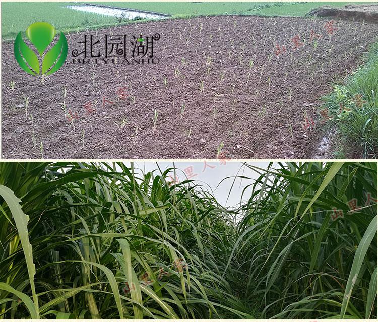 皇竹草子种甜象草皇竹草种节多年生新型皇竹草种苗四季 红象草1000节