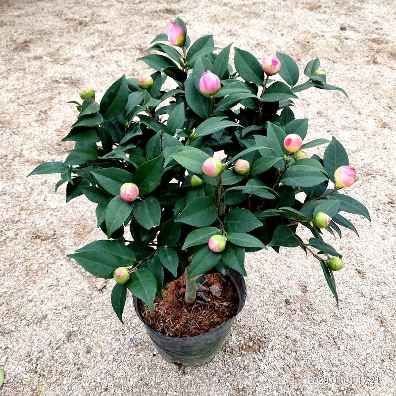 香妃茶花盆栽茶花室内花卉植物茶花树苗d7香妃3035厘米高