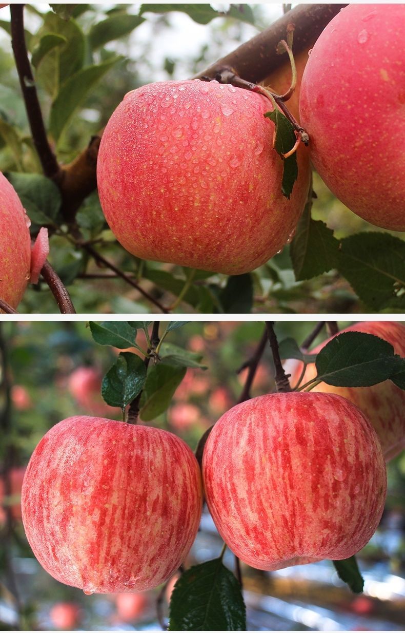 年货精选红富士冰糖心苹果丑苹果3510斤新鲜应季脆甜可口整箱批发5斤