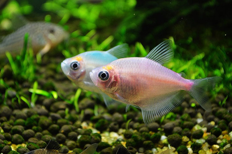 天弗彩裙鱼彩虹鱼彩旗热带鱼观赏鱼活体鱼苗新手群游鱼淡水好养接吻鱼