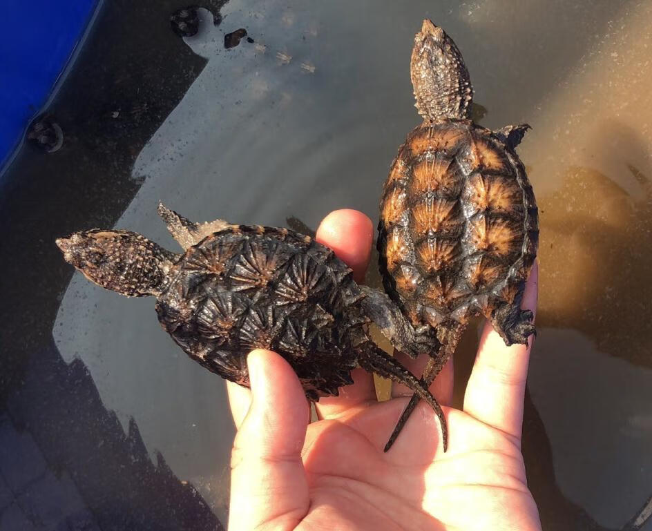 瑰季 鳄鱼龟龟苗黄壳杂佛鳄龟财大鳄大型钓鱼龟北美鳄鱼龟杂佛龟长寿h