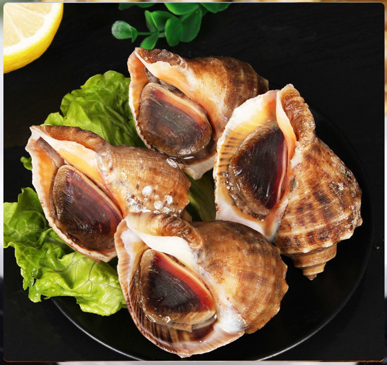 海螺新鲜鲜活大海螺海捕现发超肥海鲜水产香妮曼特半斤装67只斤