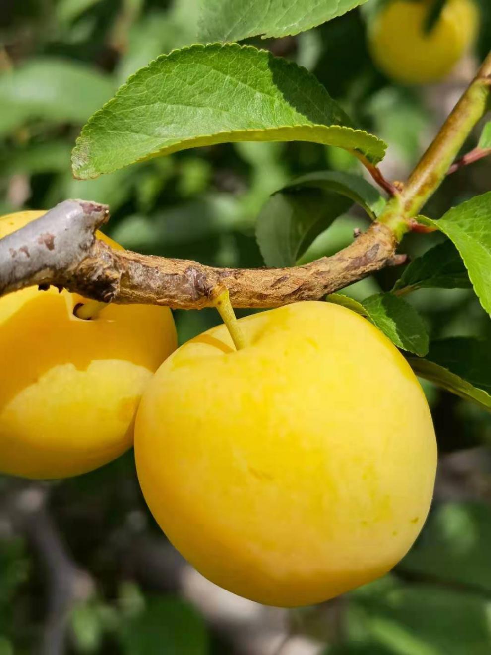 顺丰速运 四川纯甜黄金奈李桃花李 玉皇李冰糖李子纯甜无酸汉源特产