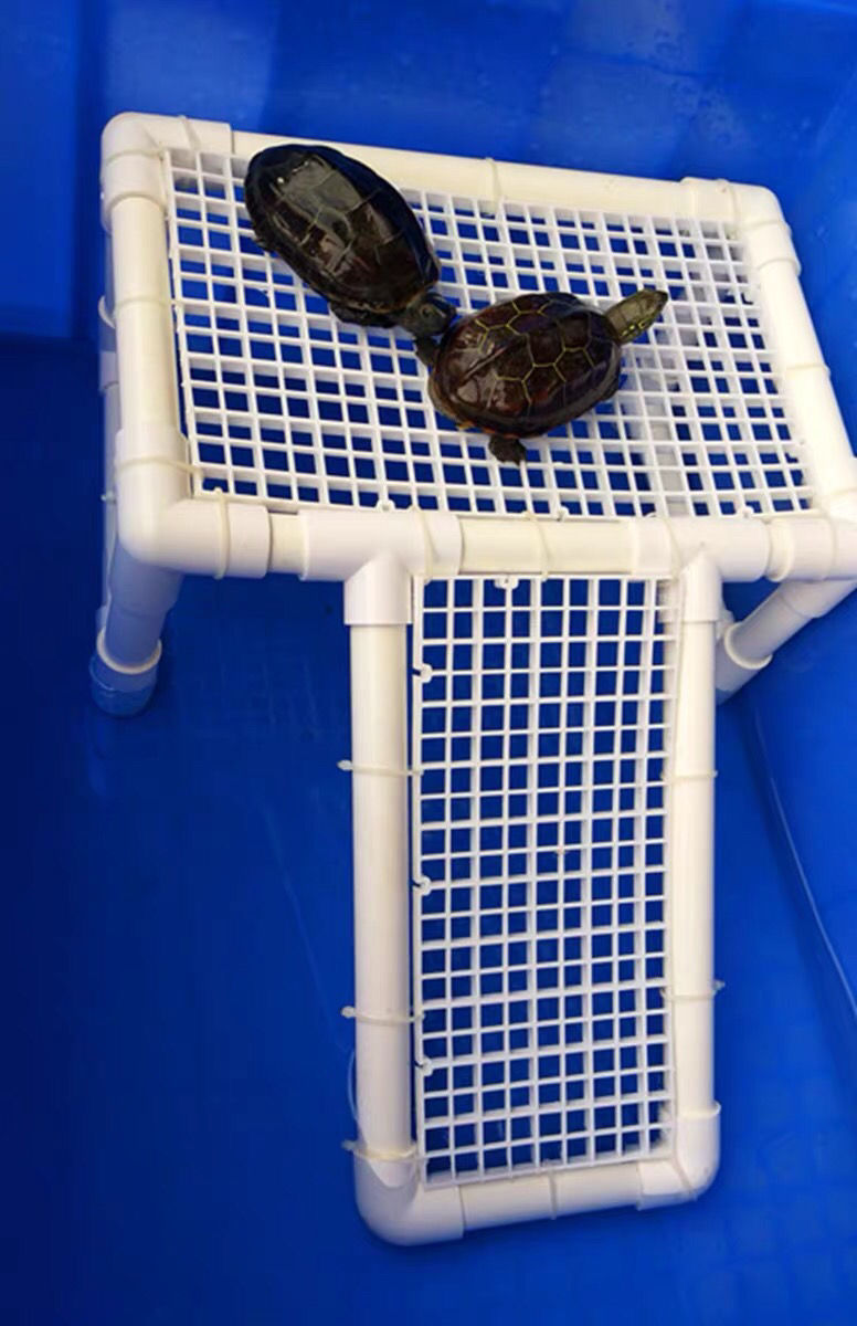 乌龟晒背台楼梯龟箱爬坡台龟缸防越狱晒台龟房晒背隔离周转箱boussac