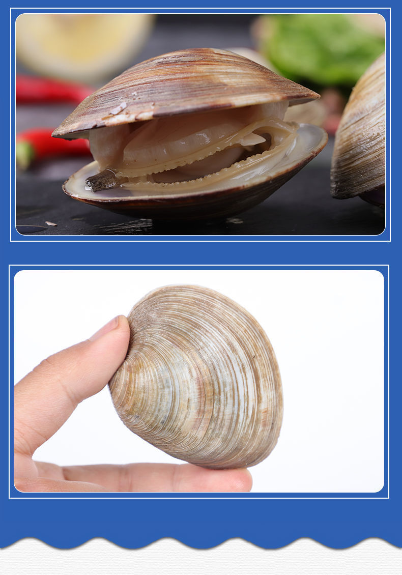 德薇格 超大蛤蜊 鲜活无沙美贝花蛤花甲 新鲜美贝 10斤装【划算】