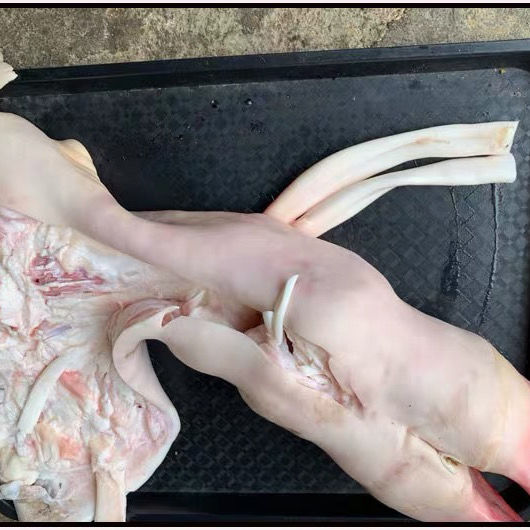 新鲜去骨牛蹄带爪头带牛蹄筋牛蹄子 8斤