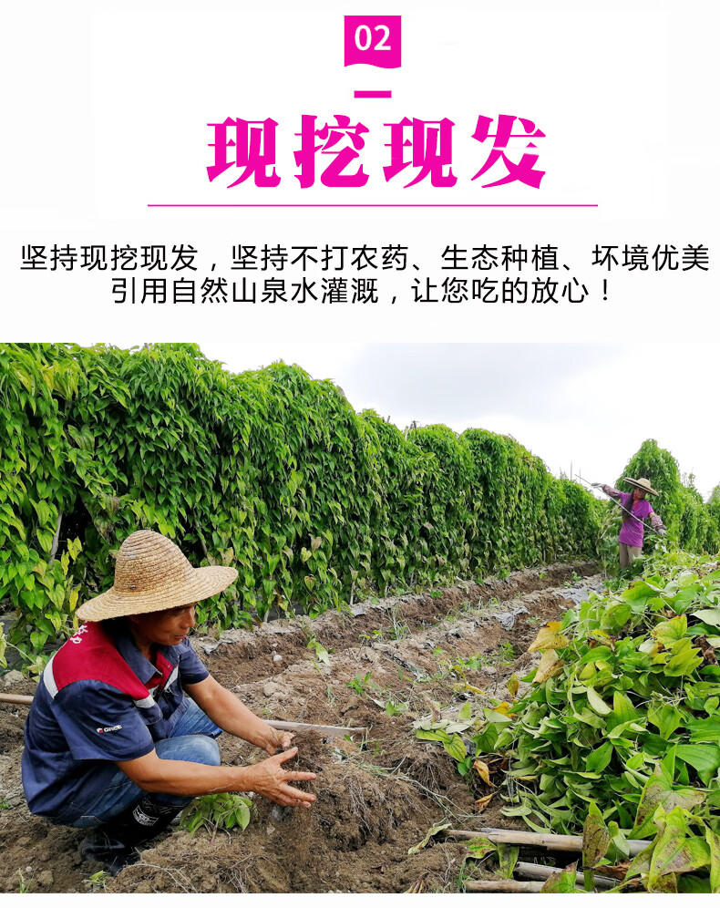 媚调 广东增城正宗紫山药(顺丰)紫玉淮山新鲜现挖脚板薯紫色大薯毛薯