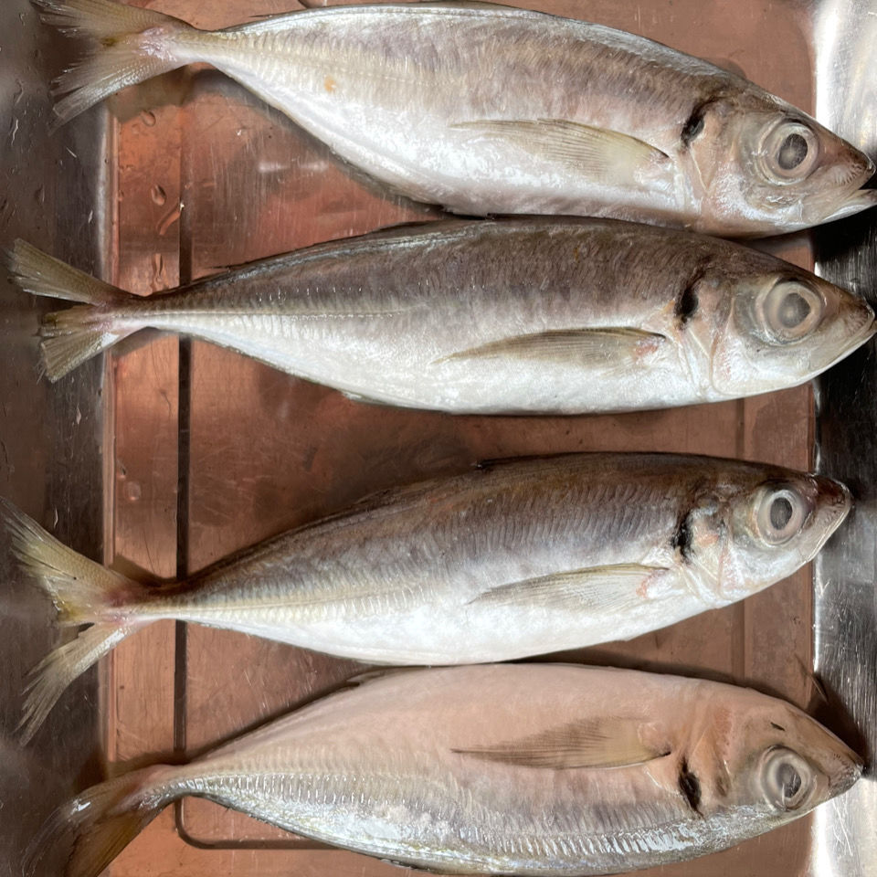 顺丰速运片冻巴浪鱼原条没杀散装原条3斤35条一斤