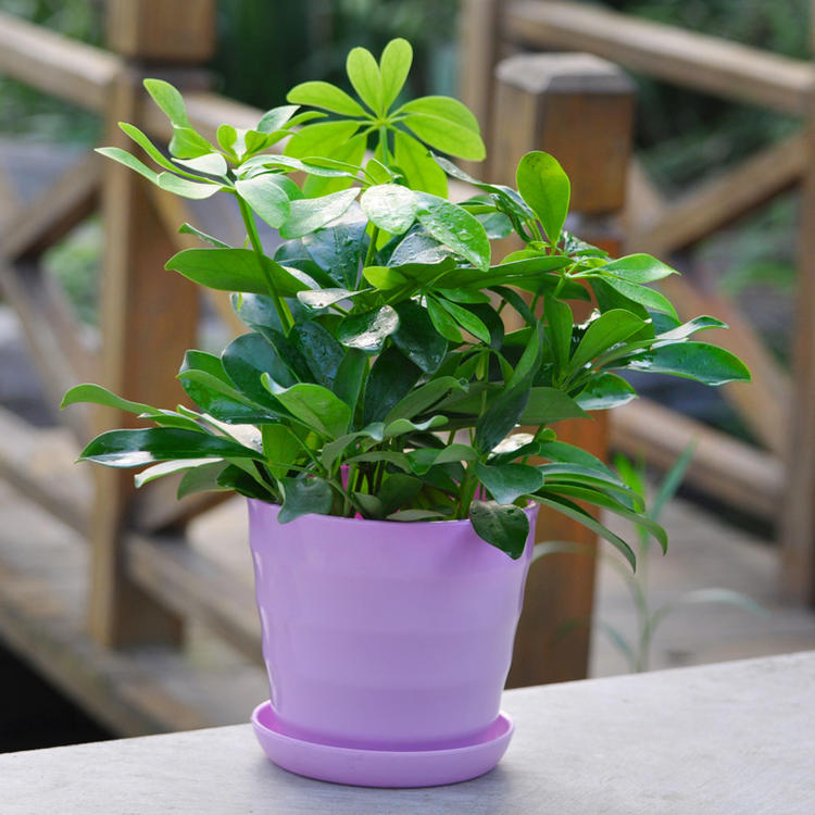 云仓七叶莲盆栽植物七叶莲盆栽室内花卉z1水培玻璃瓶七叶莲含盆