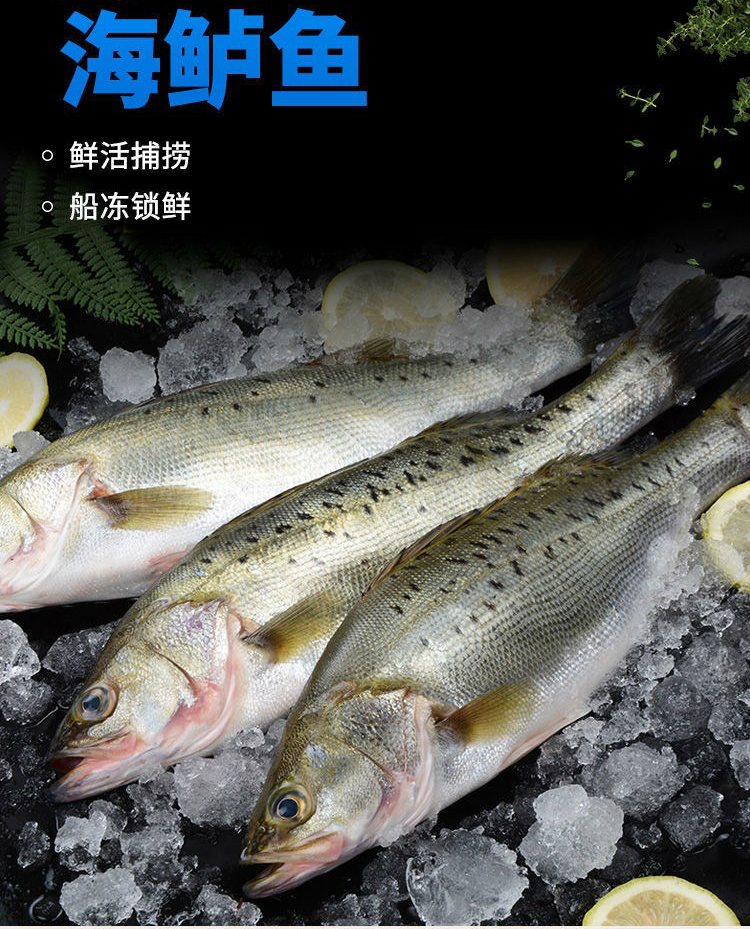 新鲜大鲈鱼深海鲈鱼七星海鲈鱼海捕超大花鲈鱼鲜活海鱼鲜露哒2条装特