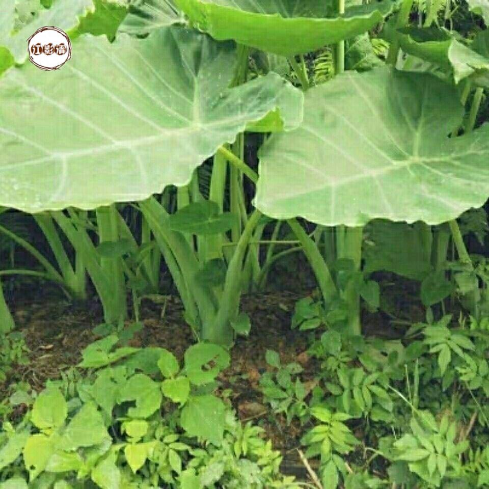 江影清广西白芋苗专芋苗梗新鲜白芋荷苗贵州广菜苗现挖 10颗小苗