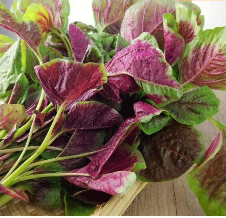 春光岛【发顺丰】苋菜 新鲜红苋菜 苏北农家时令蔬菜 2斤【图片 价格