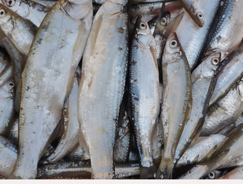 顺丰速运新鲜白条鱼原生翘嘴刁子鱼餐鱼柳叶鱼小河鱼