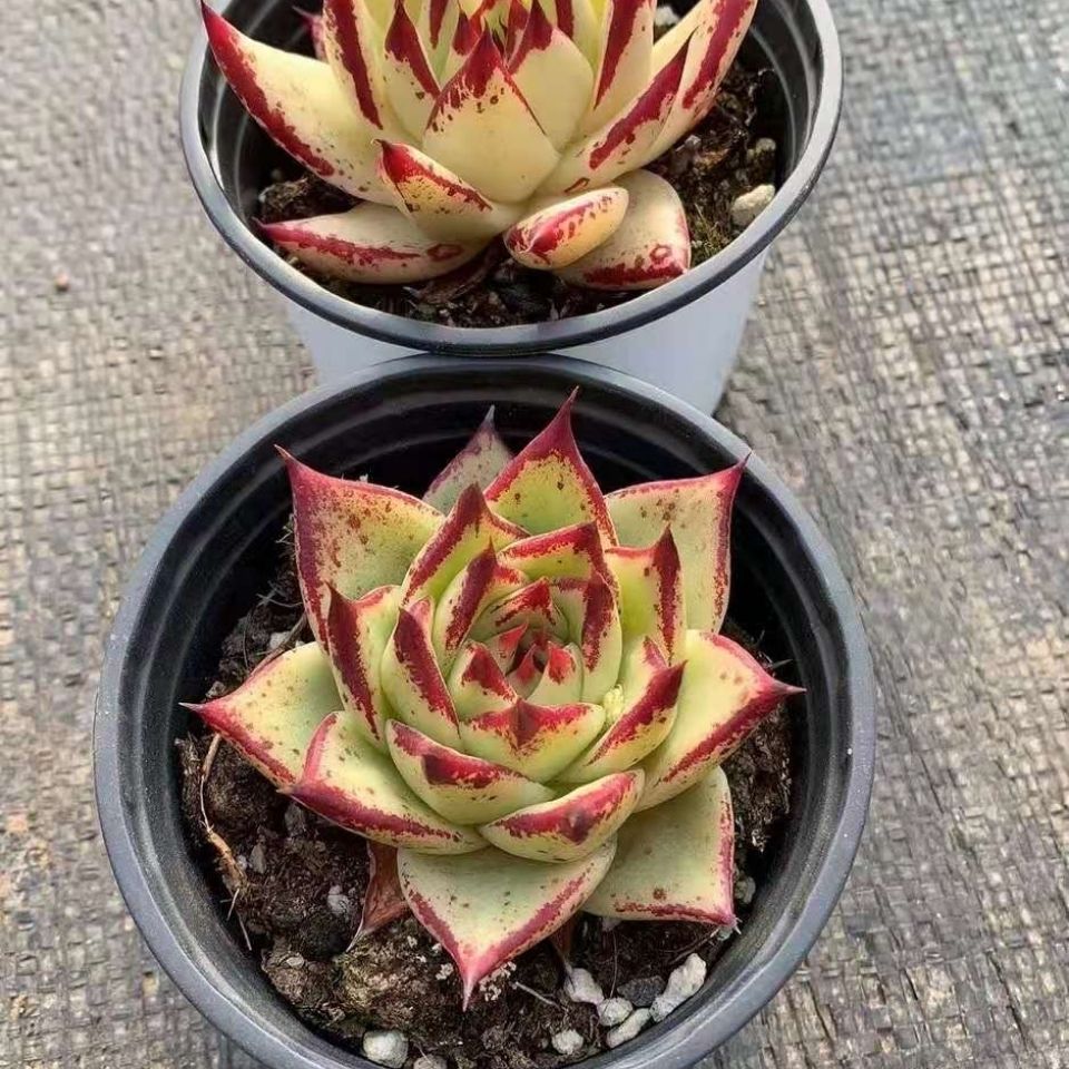 黄皮乌木多肉植物盆栽汁加州黄皮乌木肉肉花圃 罗宾3颗 乌木3颗小苗