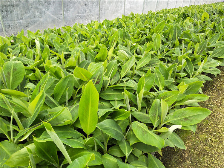 皇帝蕉树苗新品种威廉斯香蕉苗粉蕉矮化蕉小米蕉中蕉9号香蕉树苗