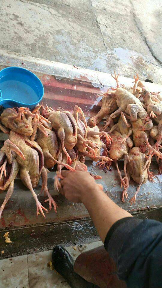 4只农家散养3年老鸽子信鸽新鲜鸽子肉土鸽活体现杀中秋团建生鲜送礼 4