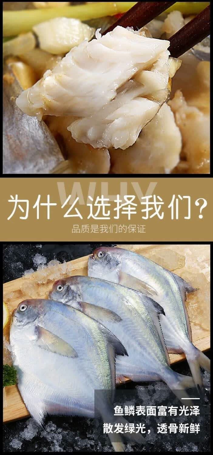 0kg店铺:锦蜜姬生鲜旗舰店商品编号:10034447021433商品名称:鲳鱼银鲳