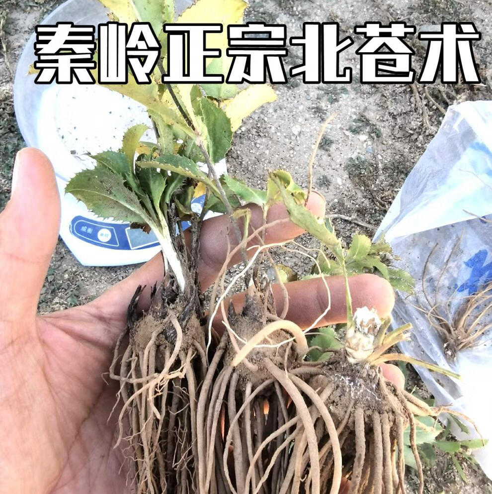 姜芮陕西苍术种苗北苍术种苗朱砂点苍术中种苗标准2年1000颗100个六两