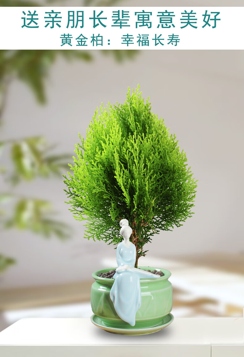 2022新 款可狄柏树盆景黄金柏绿植室内花卉植物好养树苗易活盆栽郦狼