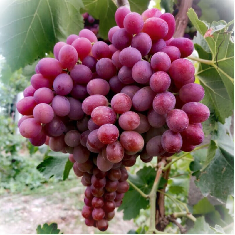 秘鲁国产/进口:国产包装形式:礼盒装品种:红提商品毛重:500