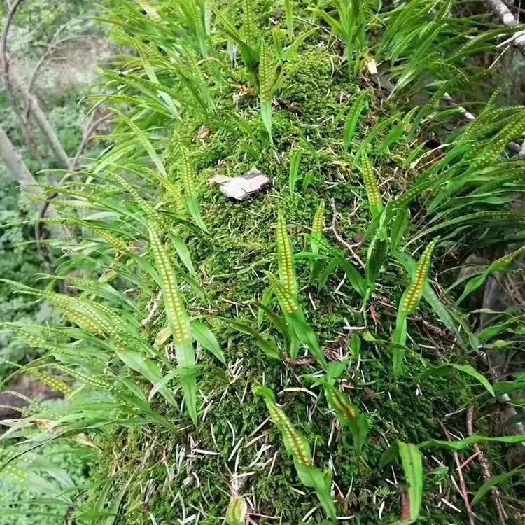云南野生草小叶250g特级猫须草中药材肾精茶猫须公排溶石【图片 价格