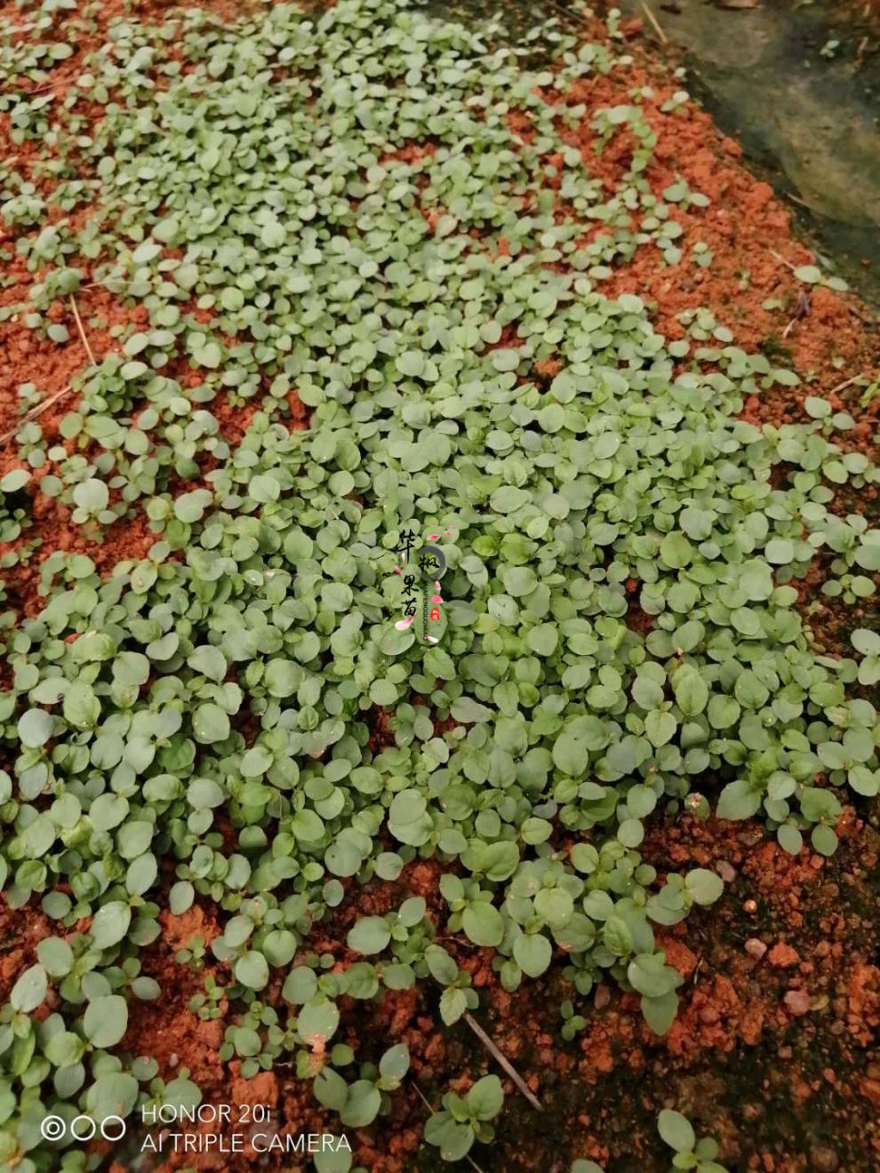 天颛 五指毛桃种苗2021年采摘新鲜广西正宗五指毛桃种子种苗五叉虎