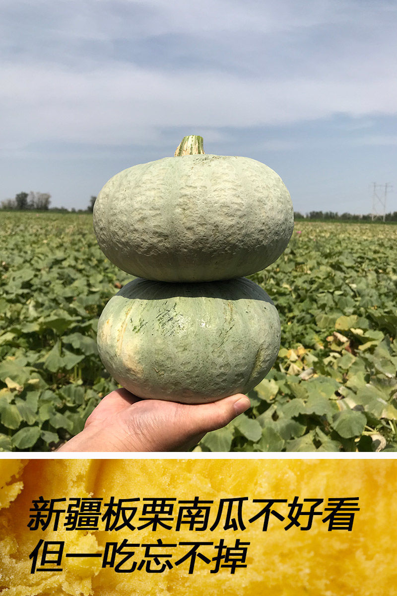 新疆银栗板栗味老南瓜香甜粉糯蔬菜嫩小南瓜华海春 1个小小瓜(很小不)
