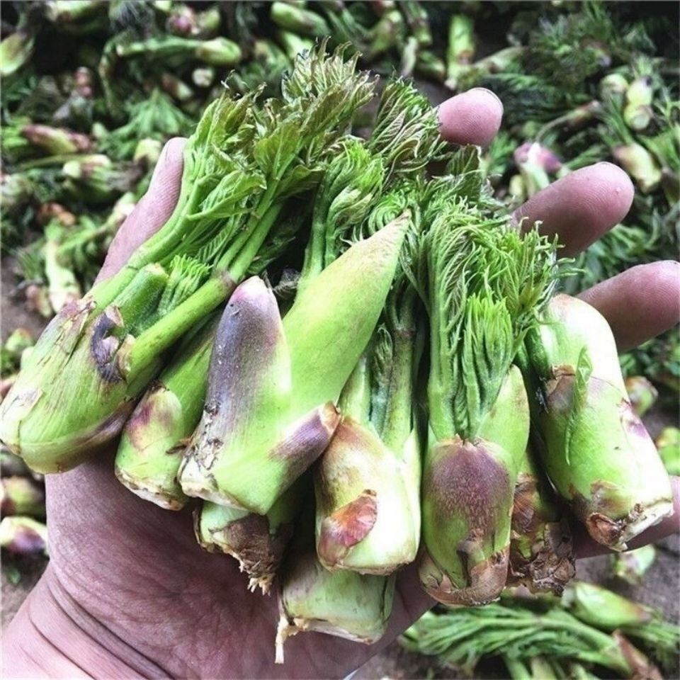 刺老芽新鲜腌制东北刺嫩芽东北山长白山特产野菜山菜保鲜袋装 2袋*