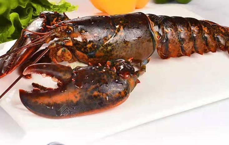 澳龙鲜活波士顿大龙虾龙虾鲜活大波龙活虾澳龙海鲜 4000g 20-100cm