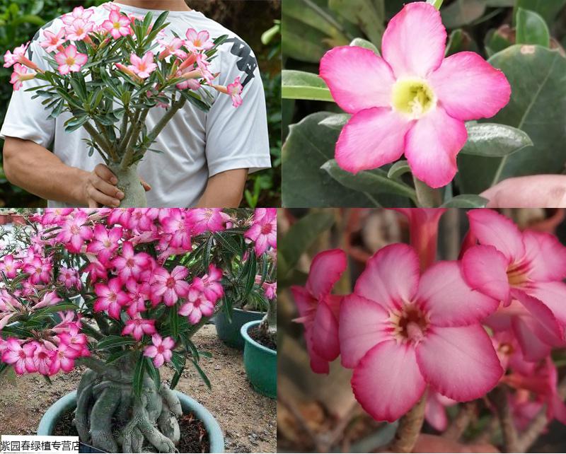 园艺沙漠玫瑰多年生盆栽绿植花卉老桩盆景群生多头矮壮苗多肉沙生植物