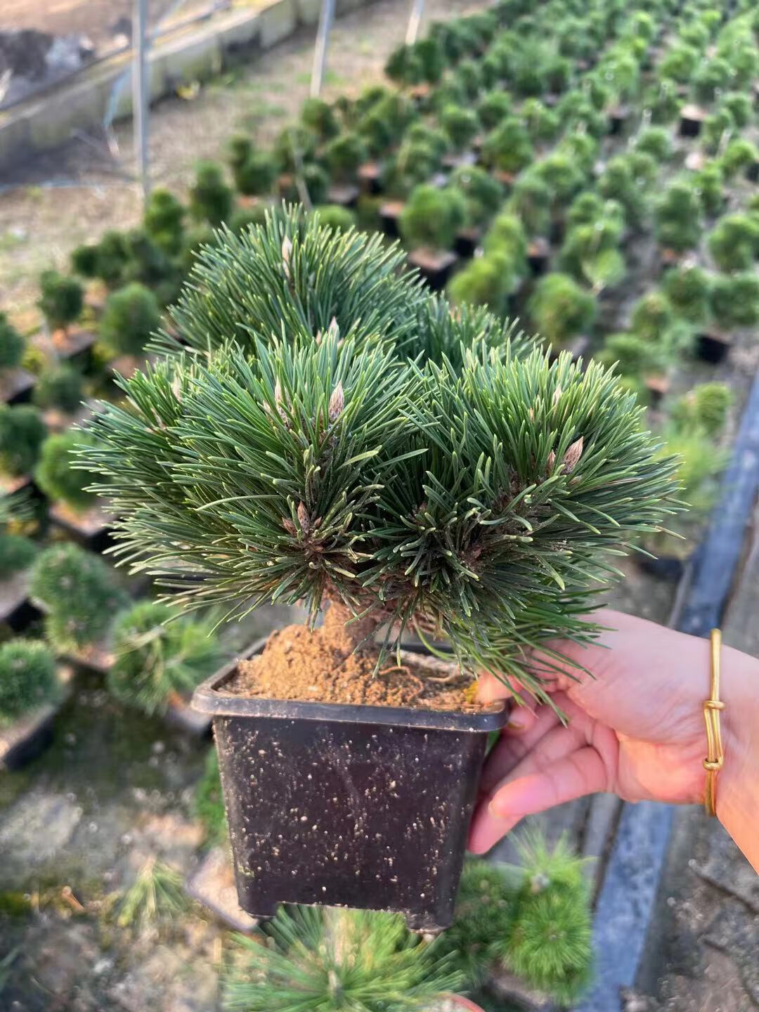 语墨 日本千寿丸黑松嫁接非寸稍旭龙大阪松五针松绿植盆景盆栽 8芽