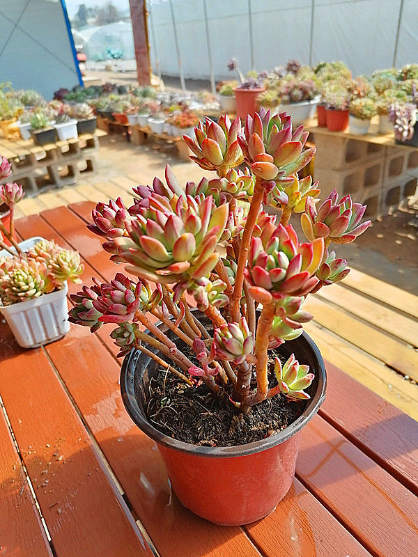 全拼多肉植物 红稚莲马库斯老桩精品 家居办公室去甲醛美化环境