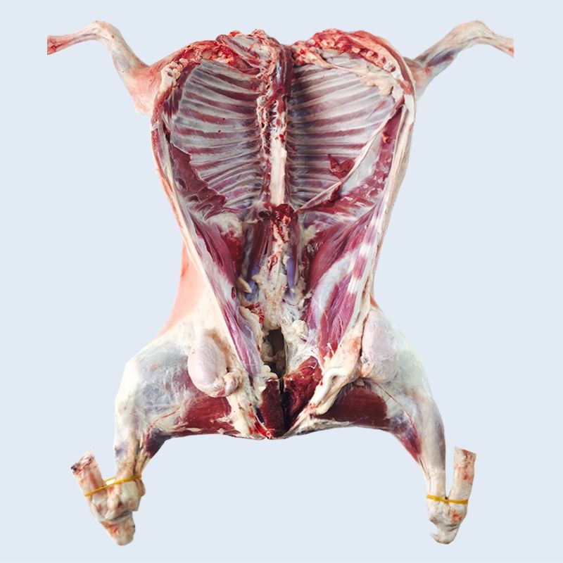 杀一整只羊新鲜新疆内蒙古生鲜帕雅尔克20斤整只羊整只发货带羊身上皮