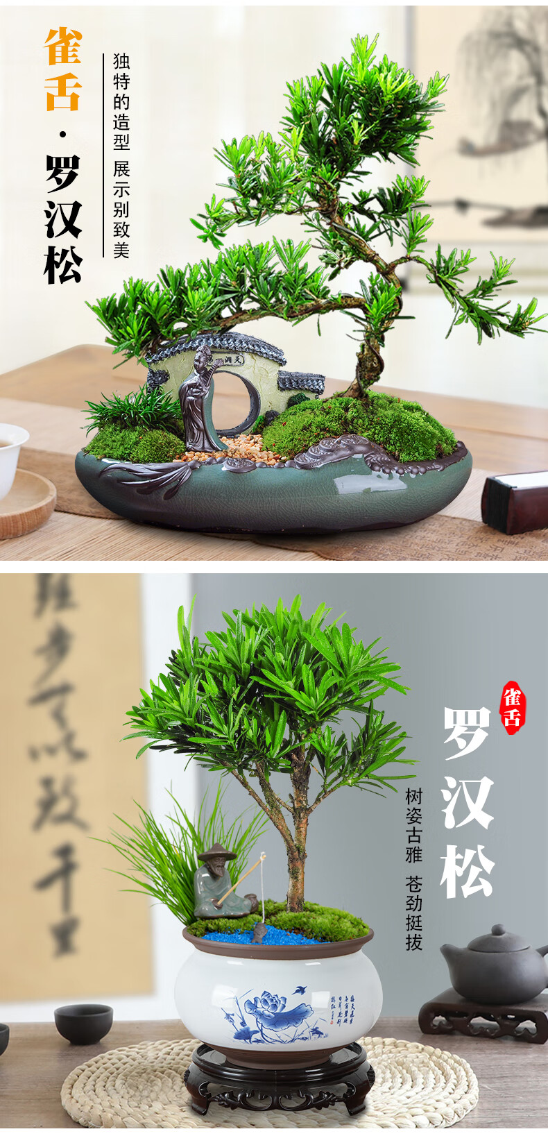 花姬罗汉松盆景老桩植物盆栽雀舌树苗造型树室内花绿植桌面微景观好养 茶桌书桌摆放 直杆罗汉松 玉蓝盆1328 装饰 带盆栽好 图片价格品牌报价 京东