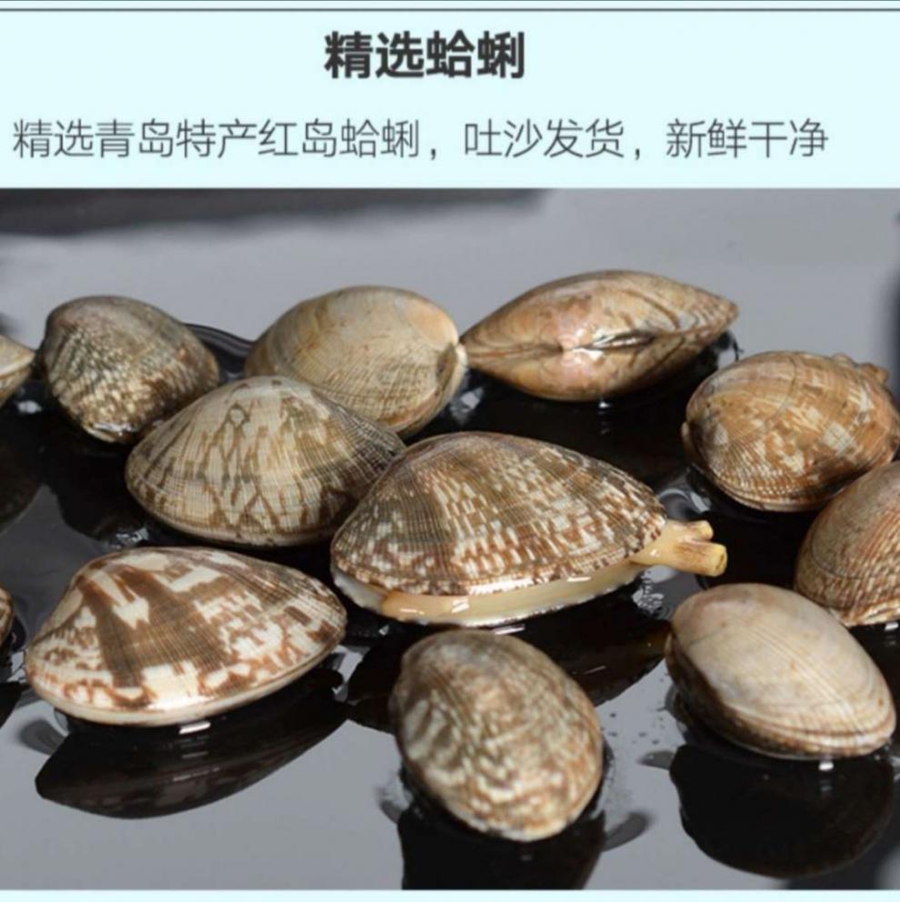 青岛蛤蜊鲜活青岛花蛤蜊海鲜红岛花甲鲜活贝壳类海鲜水产 四斤装