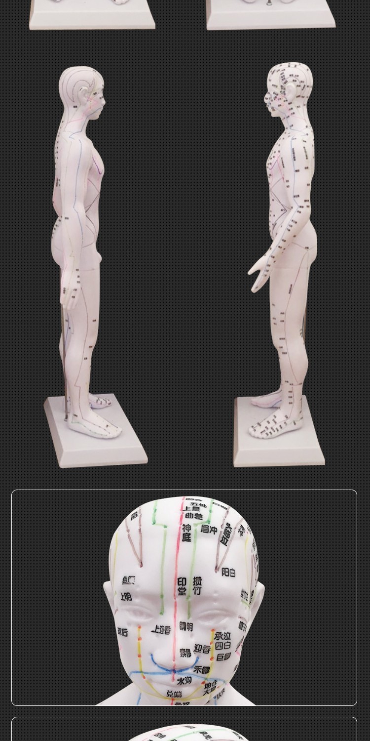 丰帆60cm人体穴位模型pvc针灸小人中医教学男女推拿按摩模具60cm男模