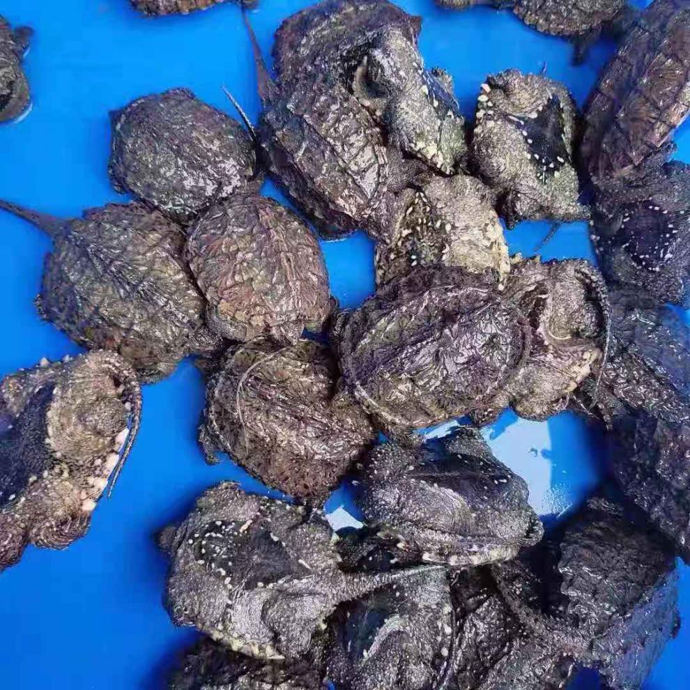 乌龟活物鳄龟 北美小鳄龟活物宠物龟观赏龟杂佛食肉龟外塘凶猛小乌龟