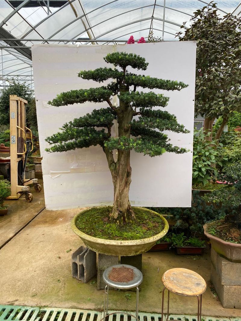 罗汉松大型盆景米叶罗汉松高档庭院大型罗汉松名贵盆景一物一拍 1号