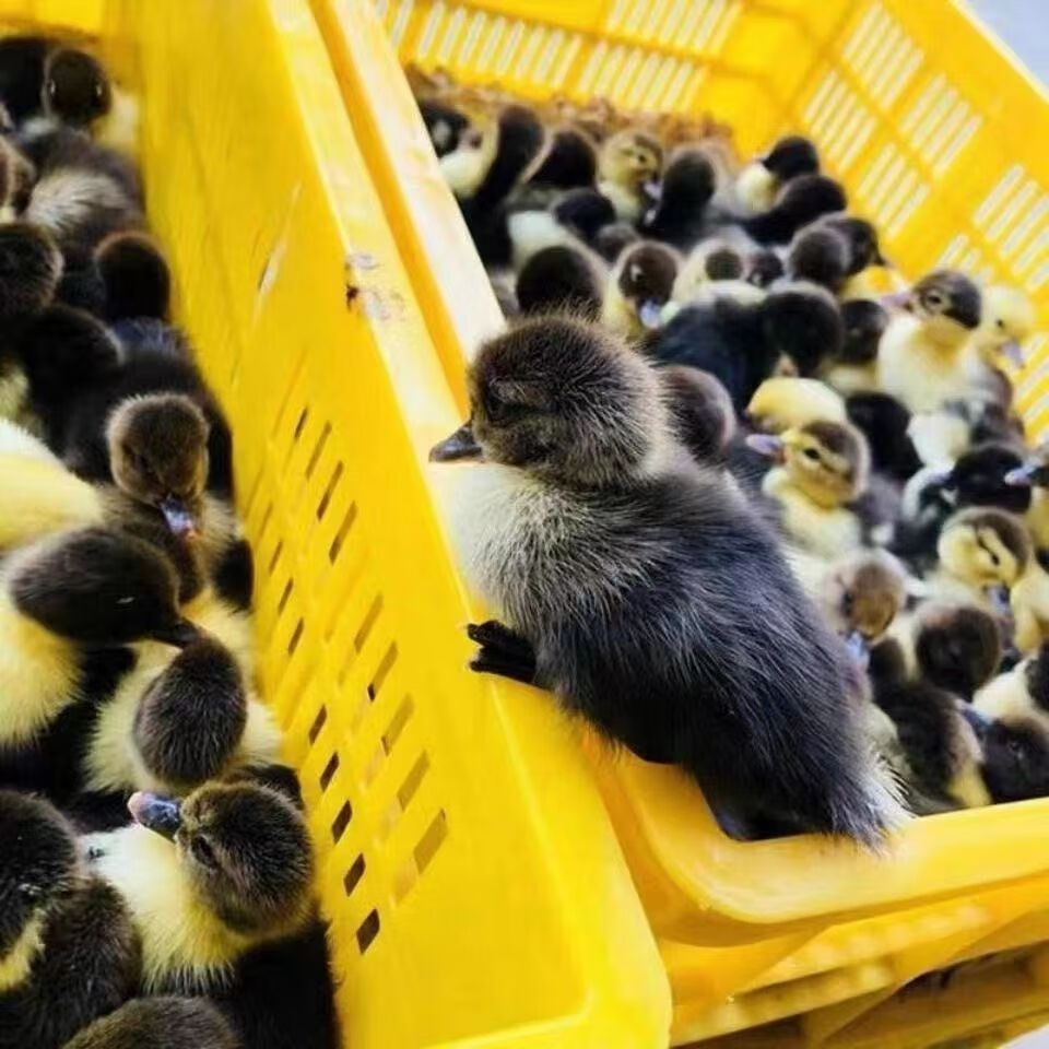 大种麻鸭苗家养土鸭苗水鸭苗田鸭番鸭飞鸭苗大白鸭出壳鸭苗 土鸭苗(30