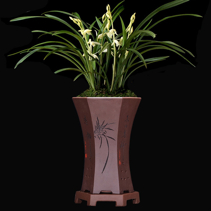 精品紫砂君子兰带托盘兰草盆景盆栽室内客厅兰花专用盆高束腰六方清