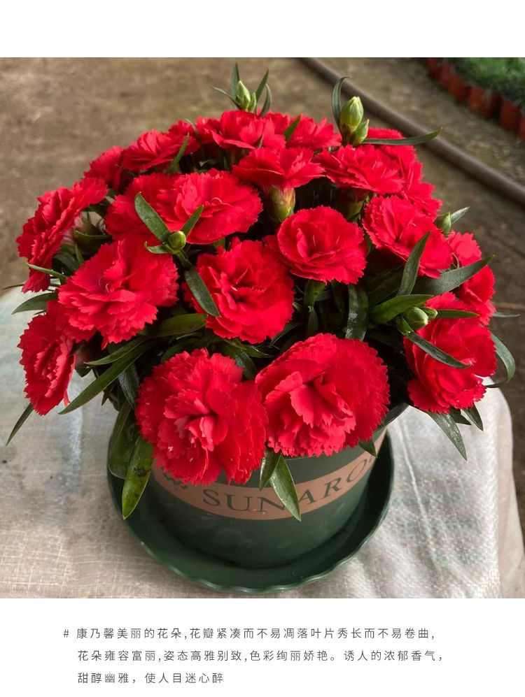 【精选】康乃馨盆栽带花苞四季鲜花绿植花卉植物室内花多头大花耐寒