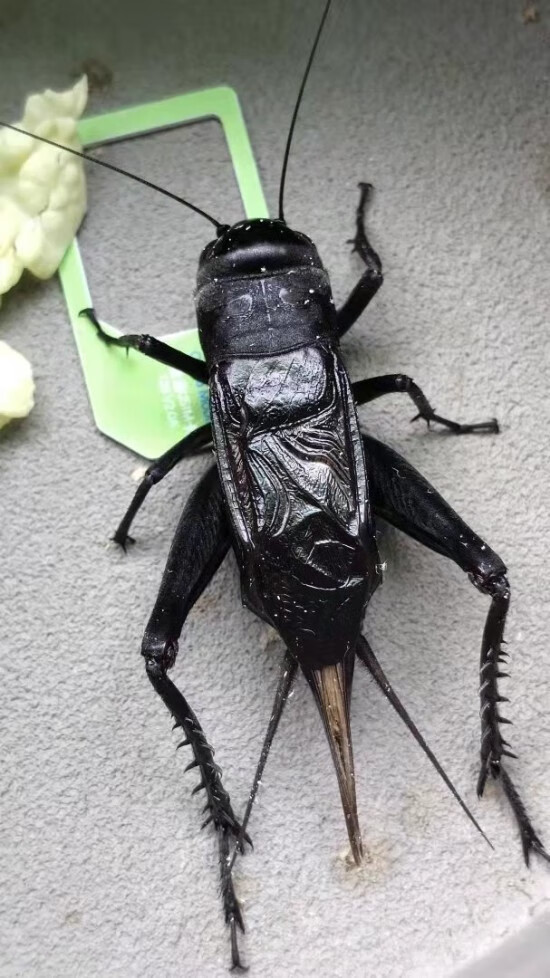 类别:蝈蝈商品毛重:1.