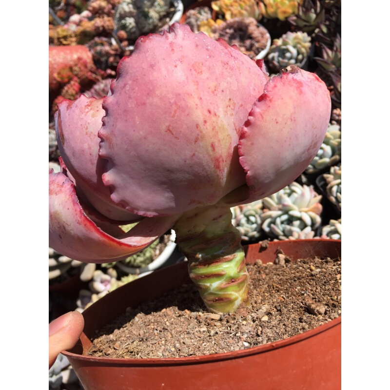 京选推荐蓝色妖姬又叫法国皇后老桩多肉植物包菜三仙之一脱土发货云南