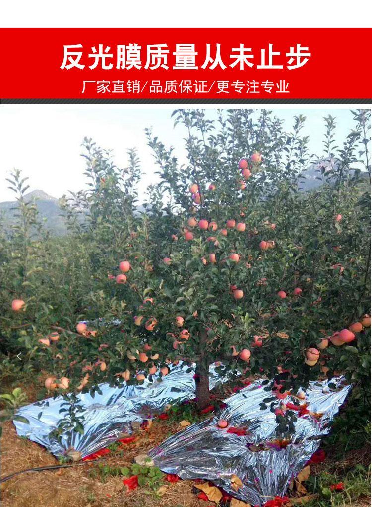 苹果树反光膜纸农用大棚专用果树果园葡萄桃地增色上色地膜 1.