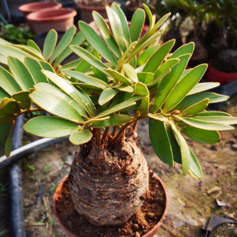 zhilang墨西哥铁树墨西哥铁树巴西铁树美洲铁树四季常青室内花卉办公