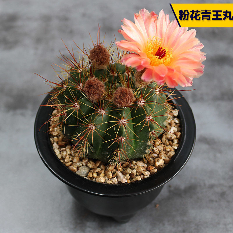 红花青王丸实生仙人球南国玉属大花丽花美花一物一拍龙王仙人球黄花青