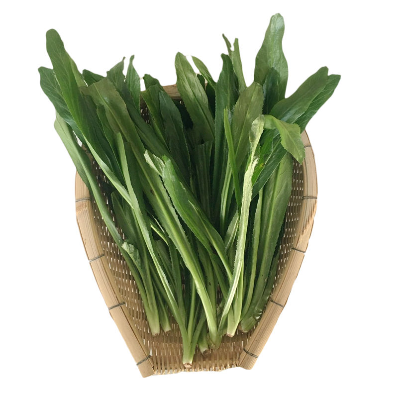 云南新鲜傣味大香菜缅甸老缅芫荽农家自种刺芹撒撇拌菜作料蘸水 1斤