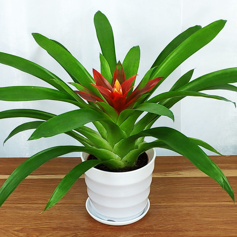 【精品绿植】鸿运当头盆栽室内客厅阳台花卉凤梨花植物盆景开花水培