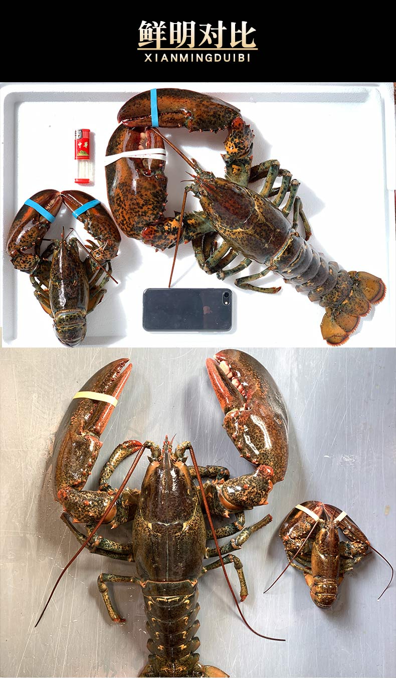 鲜活速冻超大龙虾波士顿大波龙澳洲特大海鲜水产宏嘉睿1500g