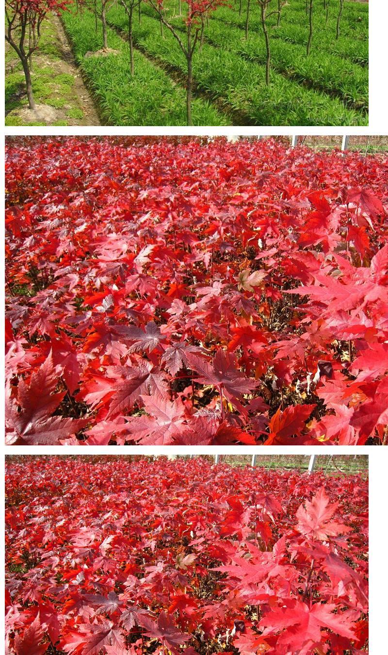 红枫树苗中国红枫小苗日本红枫树红枫苗美国红枫苗红叶枫树苗 日本
